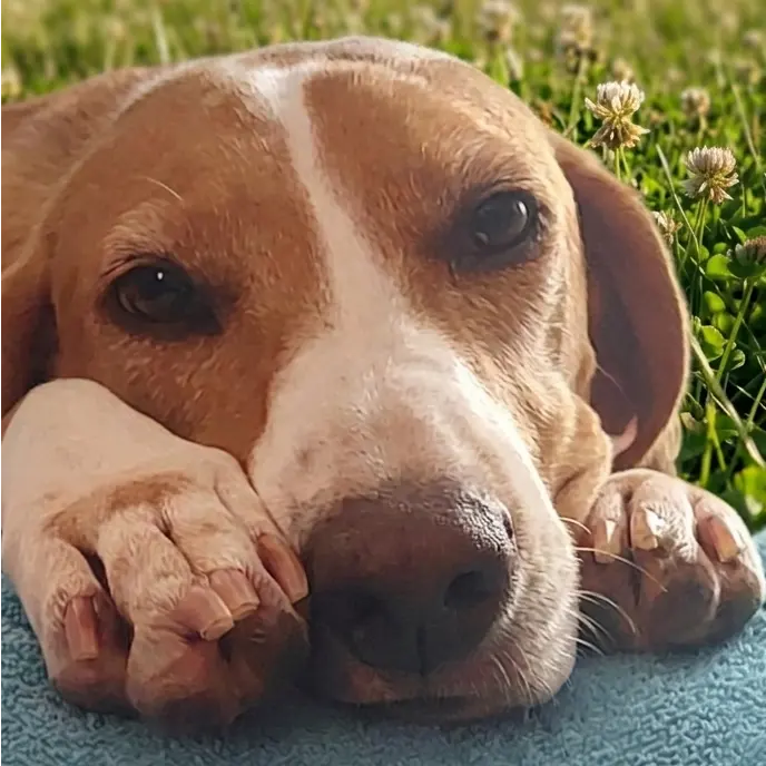 Bella